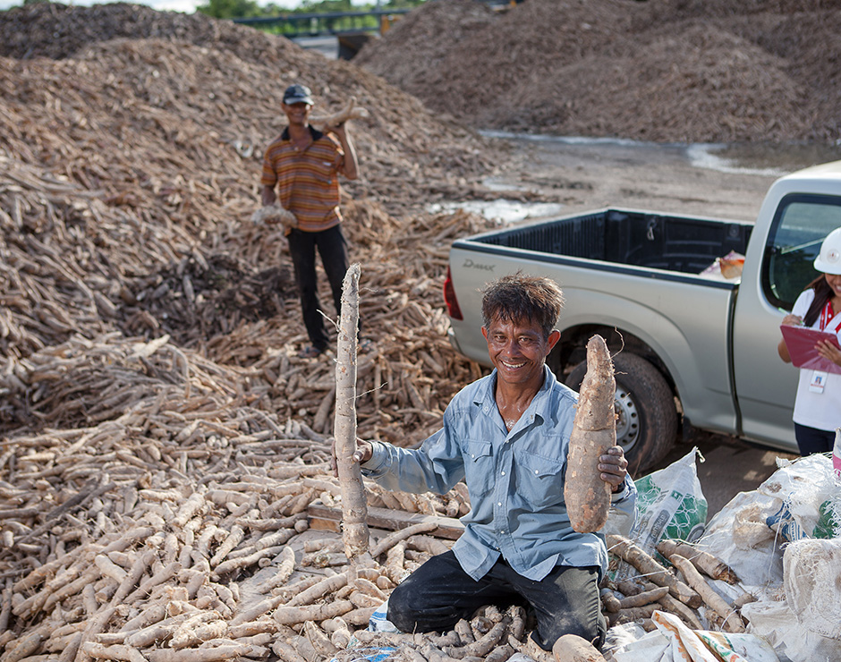 การนำมันสำปะหลังไปใช้ในประเทศไทย